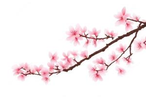 cherry blossom in spring pink background photo