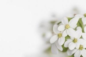 close up of white flower on white background photo