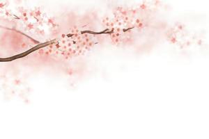 cherry blossom in spring pink background photo