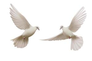 white dove flying photo