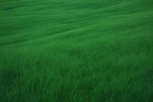 green grass background illustration photo