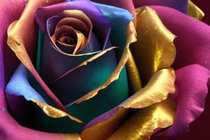 metallic colorful gold rose photo