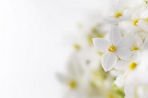 cerca arriba de blanco flor en blanco antecedentes foto