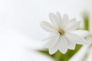 close up of white flower on white background photo