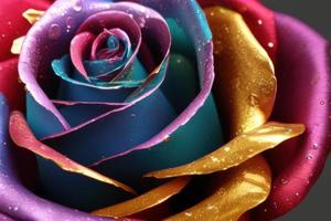 metallic colorful gold rose photo