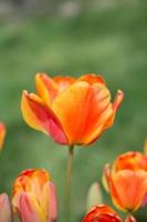 hermosa flor de tulipanes en el campo de tulipanes en primavera foto