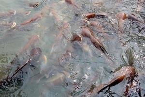 Group of Sharptooth Catfish in Thailand photo