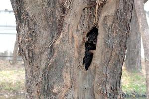 Hole in the trunk of a tree. photo