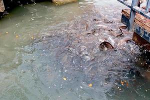 Group of Sharptooth Catfish in Thailand photo