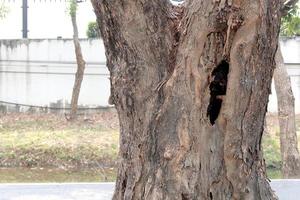 Hole in the trunk of a tree. photo