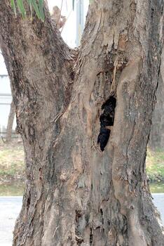 Hole in the trunk of a tree. photo