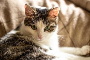 white and gray mongrel cat on the couch. photo