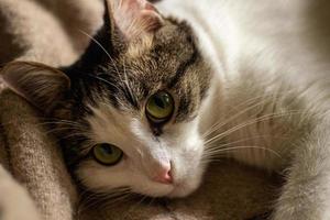 white and gray mongrel cat on the couch. photo