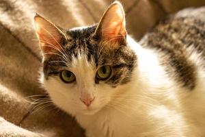 white and gray mongrel cat on the couch. photo