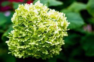 Blooming green hydrangea on a background greenery photo
