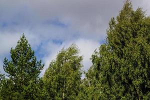 tops green trees against clear clear blue sky. photo