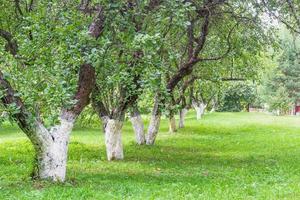 Apple orchard trees without fruit lawn background. photo