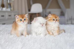 White purebred long-haired British kitten on the bed in the interior. Fluffy cat photo