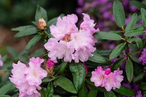 floración arbustos con brillante rosado flores, rosado rododendro foto