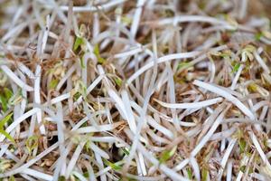 Stack of soy sprouts on a market stall photo