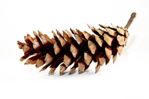 Pine cone isolated on white background photo