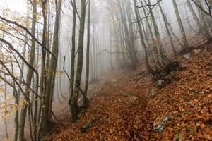 2022 10 23 Durlo forest and fog photo