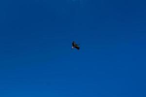 cigüeña volando en el cielo azul con nubes blancas foto