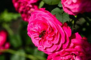 Flowering summer rose in bud photo