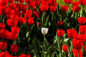 Spring field of colorful tulips photo