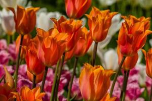 Spring field of colorful tulips photo