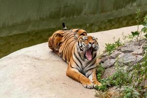 tigre descansando en la naturaleza cerca del agua foto