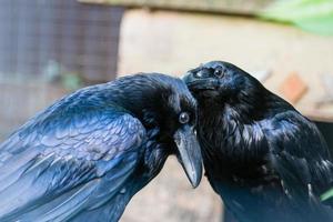 hermosos cuervos negros sentados en un tocón foto