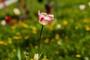 Macro of white tulips on a background of green grass photo