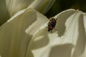 White tulips with an insect on a petal photo