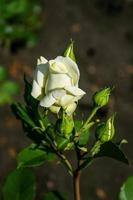 Flowering summer rose in bud photo