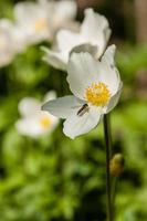 blanco flores silvestres cerca arriba foto