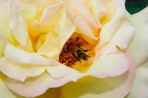 Flowering summer rose in bud photo