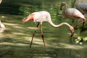 Two flamingos in the lake photo