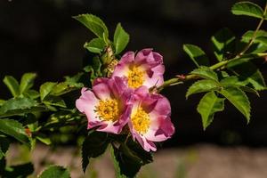 Beautiful rose branches pink photo