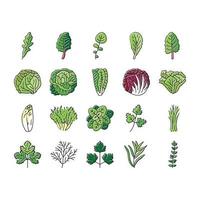 salad food healthy green fresh icons set vector