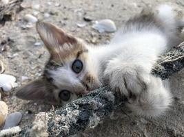 Little Kitten Playing with Rope by the Seaside photo