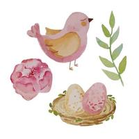 Collection watercolor set with flower ranunculus, pink bird, nest with two eggs and green branch. vector