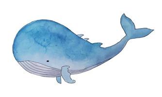 Blue whale watercolor art isolated on white background vector