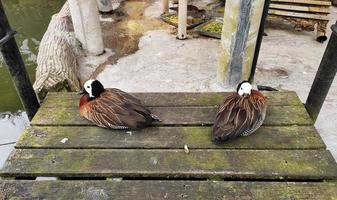 Two White-faced whistling duck sititng wooden plate photo