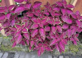 Miana, iler or Coleus atropurpureus, Plectranthus scutellarioides photo