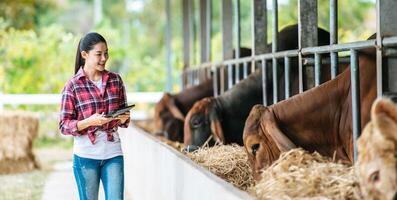 Asian young farmer woman with tablet pc computer and cows in cowshed on dairy farm. Agriculture industry, farming, people, technology and animal husbandry concept. photo