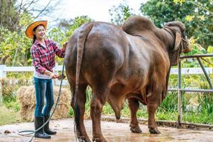 retrato de una joven granjera asiática feliz con sombrero trabajando para limpiar vacas en la granja. concepto de industria agrícola, agricultura, personas, tecnología y cría de animales. foto