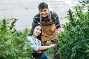 Portrait of Asian woman and man marijuana researcher checking marijuana cannabis plantation in cannabis farm, Business agricultural cannabis. Cannabis business and alternative medicine concept. photo