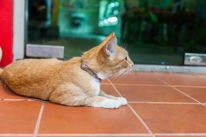 lindo gato de piel marrón en el suelo foto