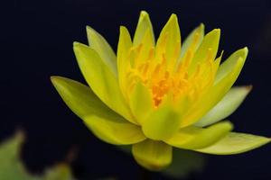 Beautiful blooming yellow water lily photo